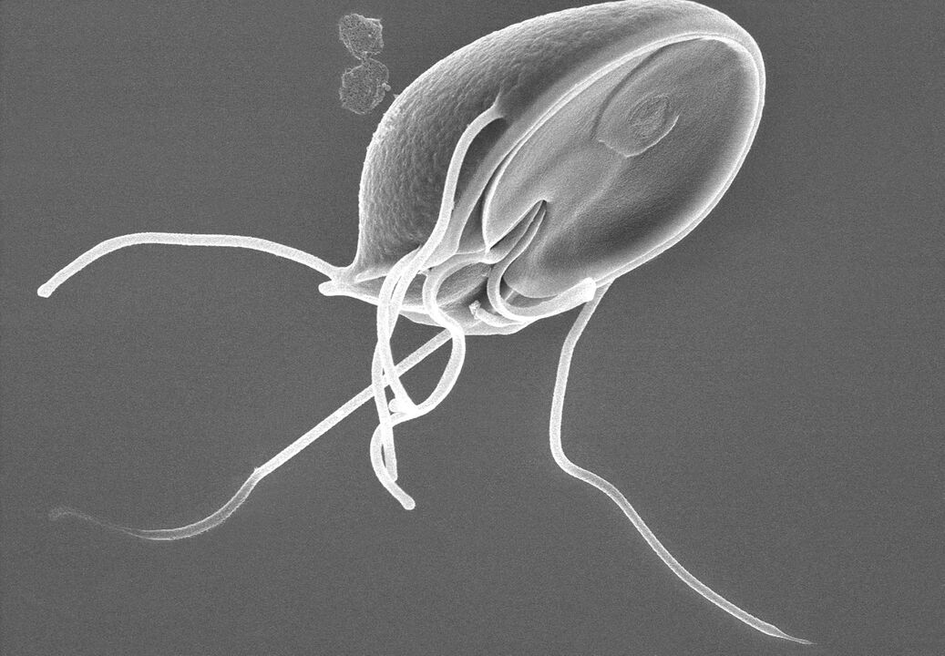 Giardia dans le corps humain